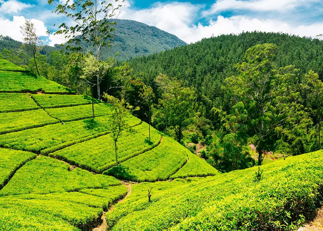 Ceylon Tea Plantation in Nuwaraeliya