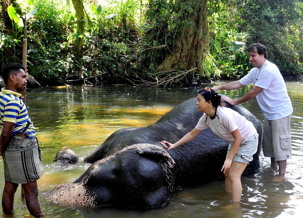 Elephant Activities at Elephant orphanage