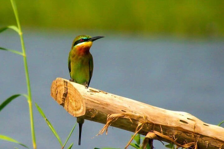Lagoon Boat Safari, Explore Sri Lanka’s Mangroves Sanctuary