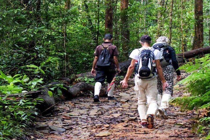 Sinharaja Forest Reserve, Sinharaja