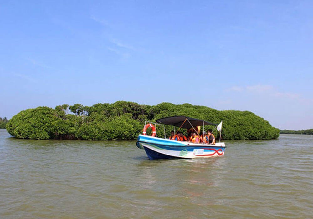 Lagoon Boat Safari, Explore Sri Lanka’s Mangroves Sanctuary