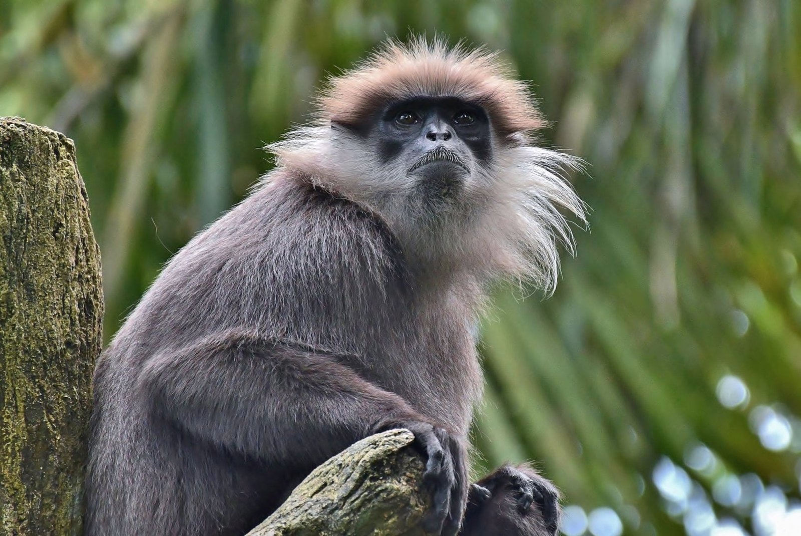 Purple-faced Langur, Sinharaja