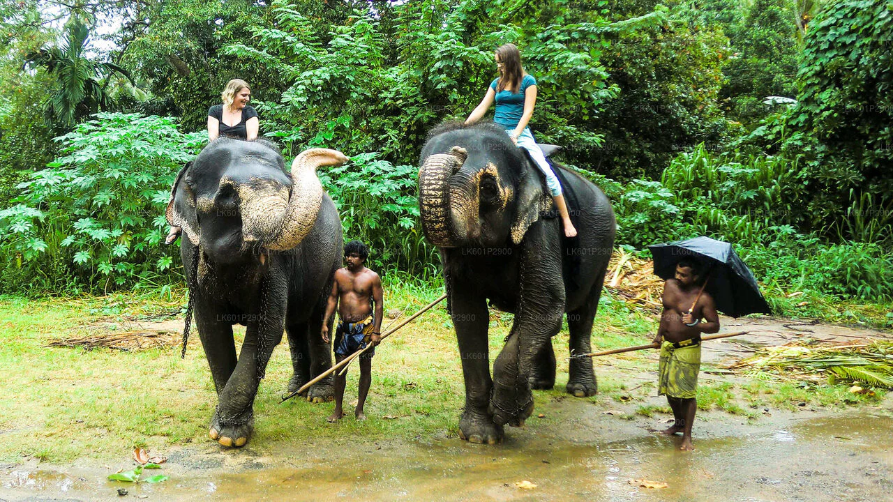 Elephant Activities at Elephant orphanage