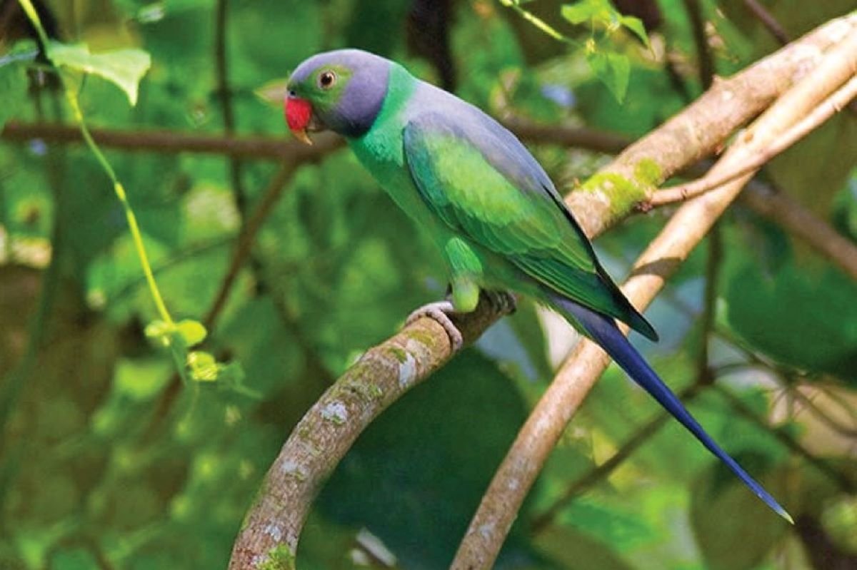 Layard's Parakeet, Sinharaja
