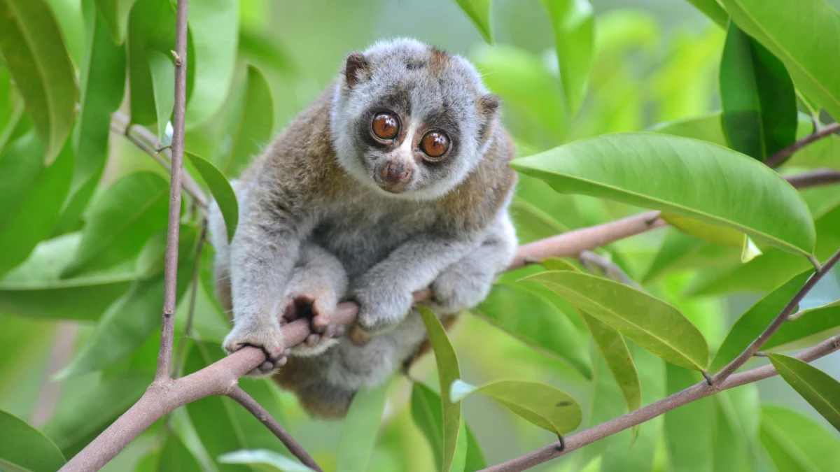 Slender Loris, Sinharaja