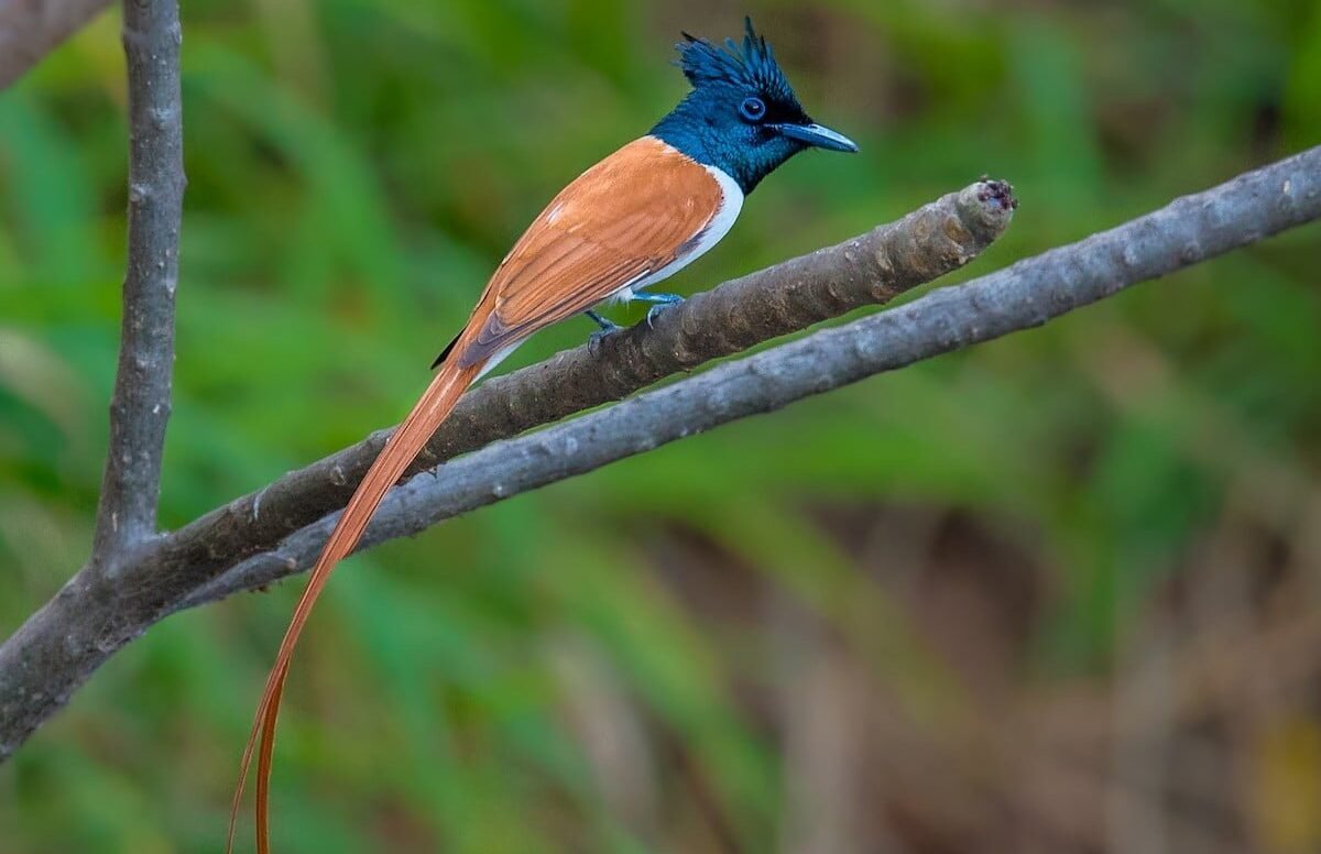 Asian Paradise Flycatcher, Sinharaja