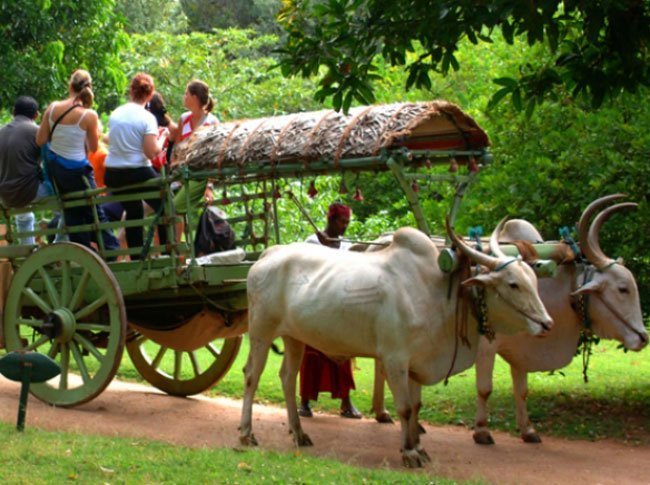 Traditional Village Tour in Hiriwadunna