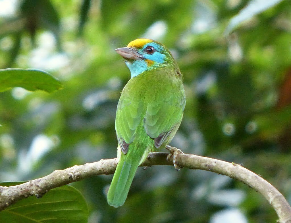Yellow-fronted Barbet, Sinharaja