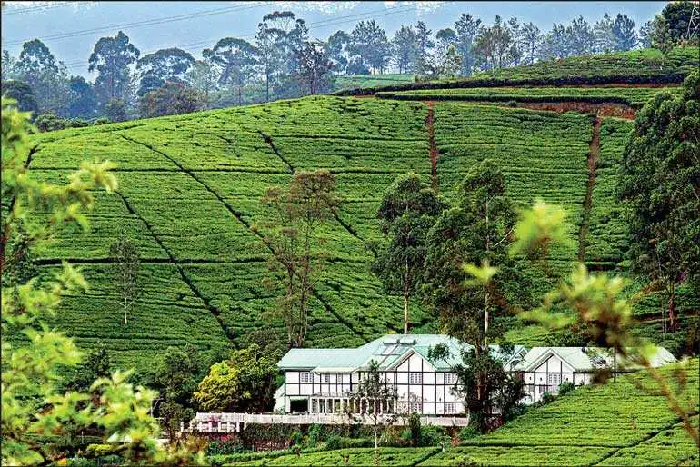 Ceylon Tea Plantation in Nuwaraeliya