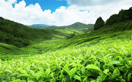 Ceylon Tea Plantation in Nuwaraeliya
