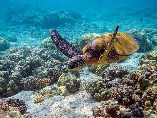 Diving and Snorkelling, Explore Sri Lanka’s Underwater Wonderland
