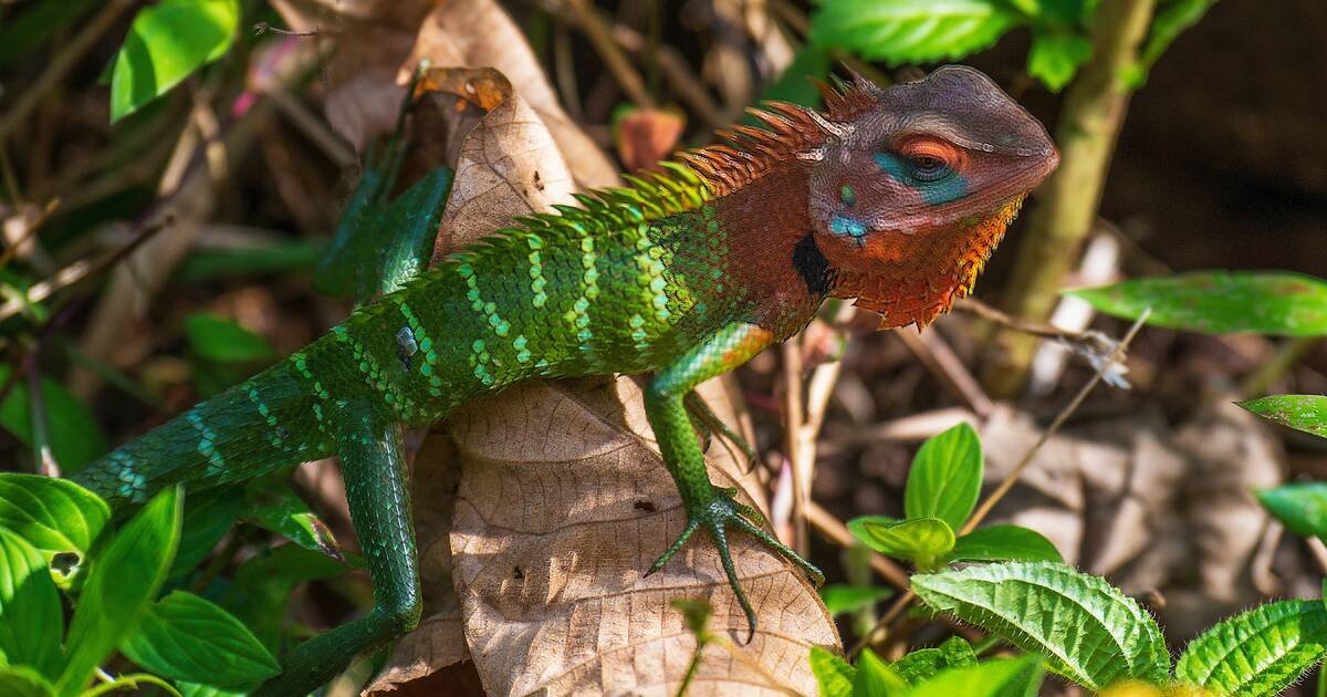 Crestless Lizard, Sinharaja