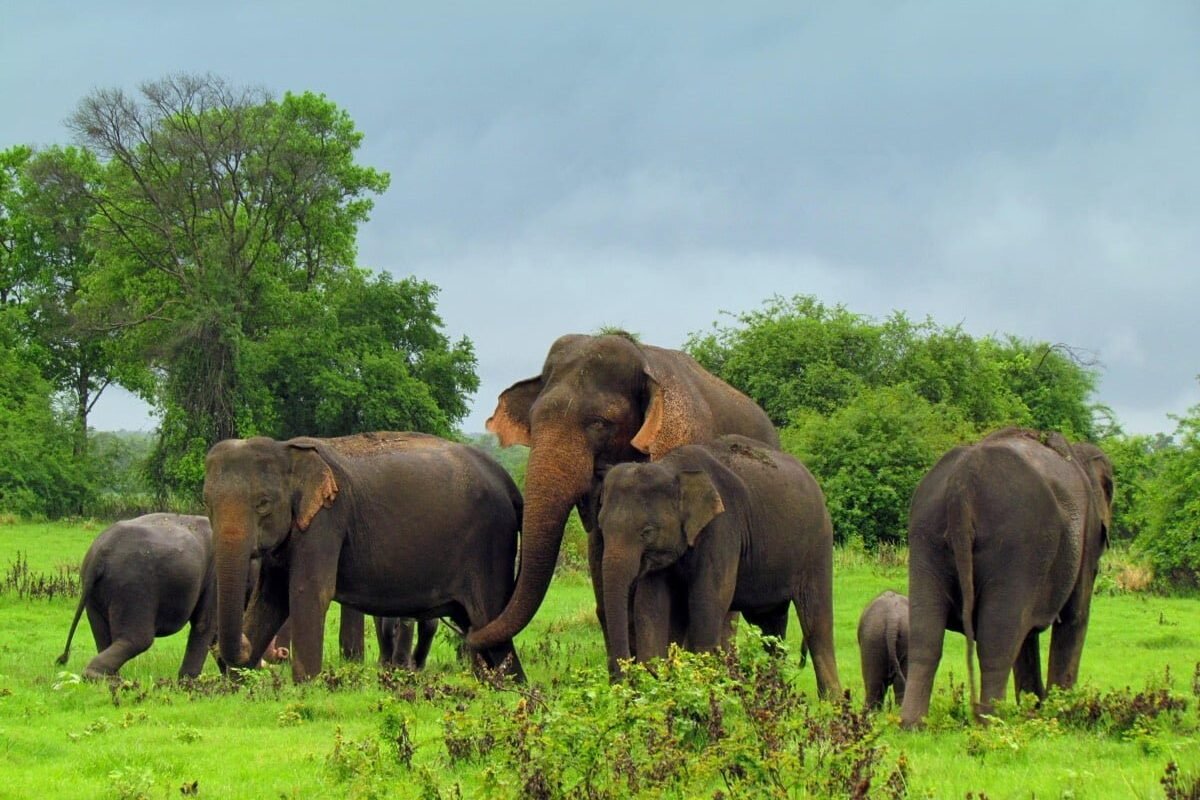 Wasgamuwa National Park