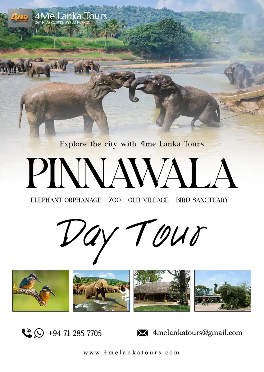 Pinnawala Elephant Orphanage day tour from BIA airport Sri Lanka